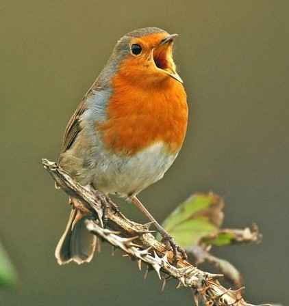 Robin Picture